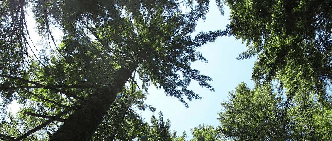 forest-tree-canopy-view